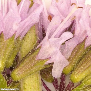 Mentha ×verticillata agg. – okruh máty přeslenité
