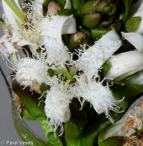 Menyanthes trifoliata – vachta trojlistá