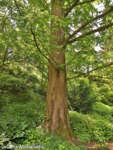 Metasequoia glyptostroboides – metasekvoje čínská