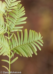 Metasequoia glyptostroboides – metasekvoje čínská