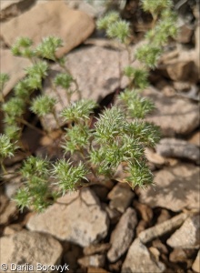 Minuartia hamata