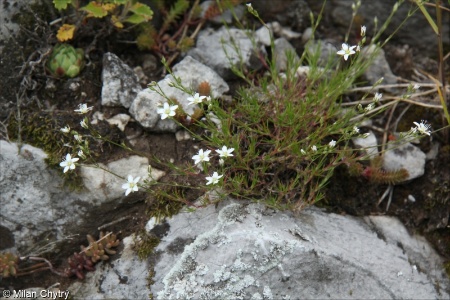Minuartia setacea &ndash; kuřička štětinkatá