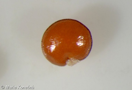 Moehringia trinervia subsp. trinervia