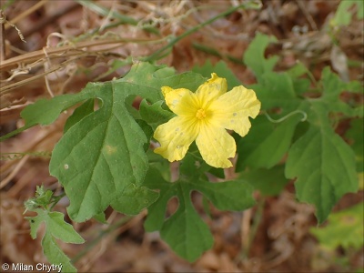 Momordica charantia