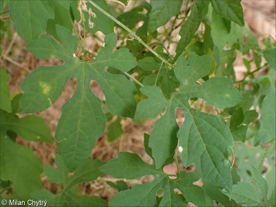 Momordica charantia