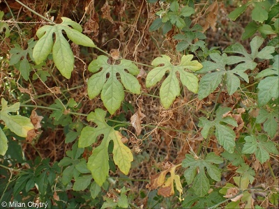 Momordica charantia