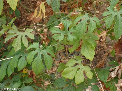 Momordica charantia