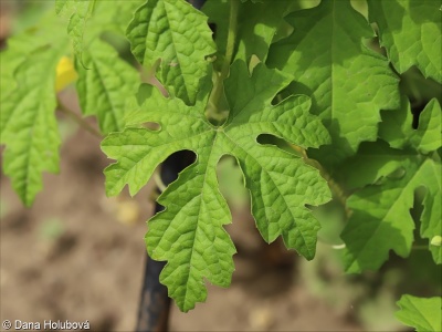 Momordica charantia