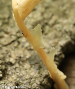 Hypopitys monotropa