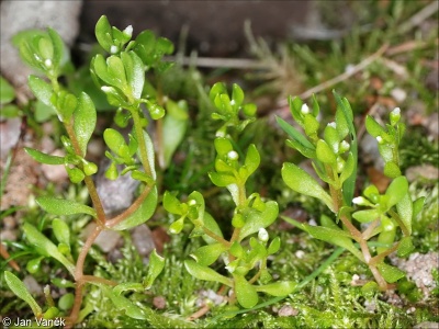 Montia fontana subsp. fontana