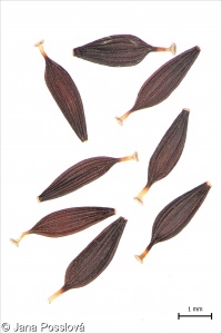 Mycelis muralis – mléčka zední
