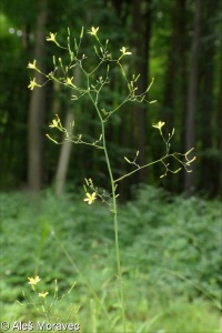 Mycelis muralis &ndash; mléčka zední