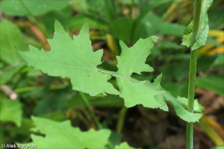 Mycelis muralis &ndash; mléčka zední