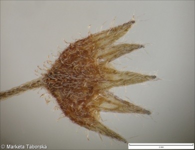 Myosotis arvensis – pomněnka rolní