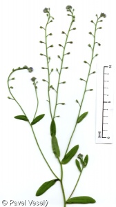 Myosotis arvensis subsp. arvensis – pomněnka rolní pravá