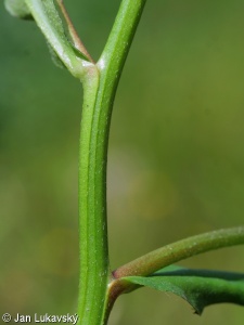 Myosotis palustris subsp. laxiflora – pomněnka bahenní volnokvětá