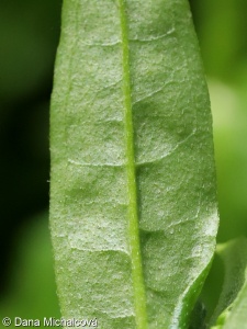 Myosotis palustris agg. – okruh pomněnky bahenní