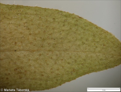Myosotis palustris subsp. palustris – pomněnka bahenní pravá