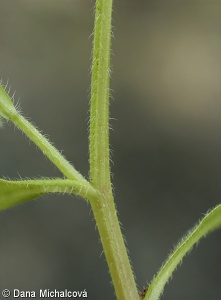 Myosotis sparsiflora – pomněnka řídkokvětá