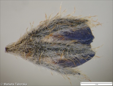 Myosotis stenophylla – pomněnka úzkolistá