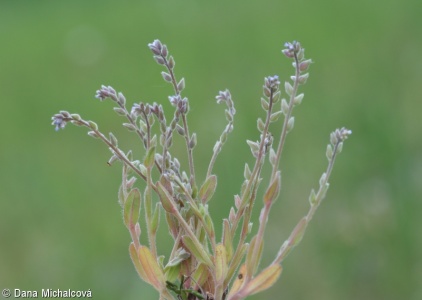 Myosotis stricta – pomněnka drobnokvětá