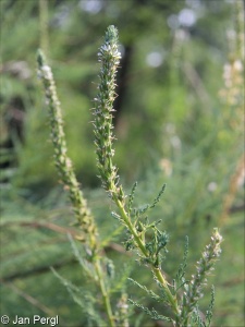 Myricaria germanica