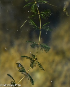 Myriophyllum spicatum – stolístek klasnatý