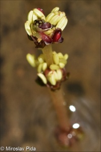 Myriophyllum spicatum aggr.