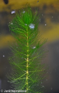 Myriophyllum verticillatum – stolístek přeslenitý