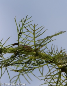 Myriophyllum verticillatum – stolístek přeslenitý