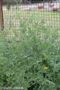 Chaerophyllum nodosum &ndash; krabilice uzlinatá