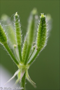 Chaerophyllum nodosum &ndash; krabilice uzlinatá