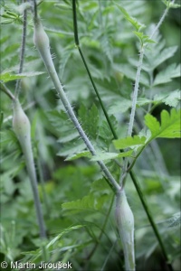 Chaerophyllum nodosum &ndash; krabilice uzlinatá