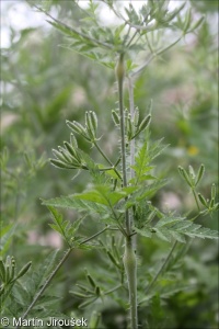 Chaerophyllum nodosum &ndash; krabilice uzlinatá