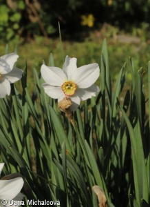 Narcissus poëticus – narcis bílý