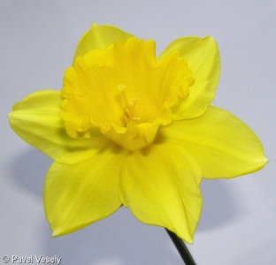 Narcissus pseudonarcissus – narcis žlutý