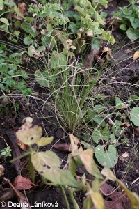 Nassella tenuissima – kavyl nejtenčí