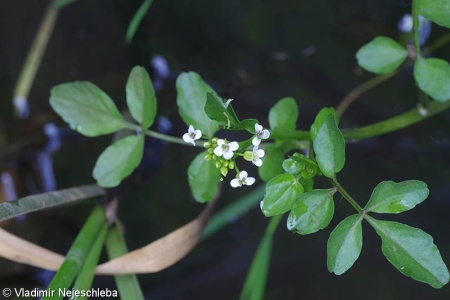 Nasturtium microphyllum – potočnice drobnolistá