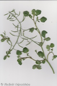 Nasturtium microphyllum – potočnice drobnolistá