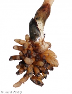Neottia nidus-avis – hlístník hnízdák