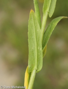 Neslia paniculata subsp. paniculata – řepinka latnatá pravá