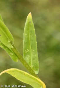 Neslia paniculata subsp. paniculata – řepinka latnatá pravá