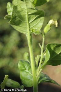 Nicotiana rustica – tabák selský