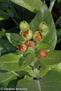 Nicotiana rustica – tabák selský