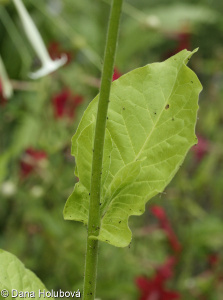 Nicotiana sylvestris &ndash; tabák planý