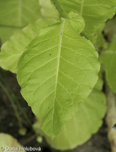 Nicotiana sylvestris &ndash; tabák planý