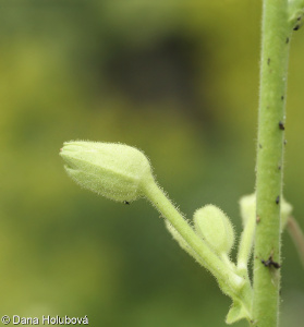 Nicotiana sylvestris &ndash; tabák planý