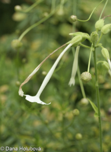 Nicotiana sylvestris &ndash; tabák planý