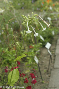 Nicotiana sylvestris &ndash; tabák planý
