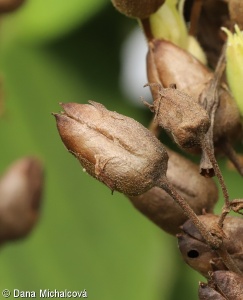 Nicotiana tabacum – tabák virginský